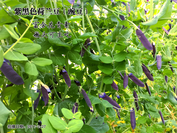 紫黑色豌豆