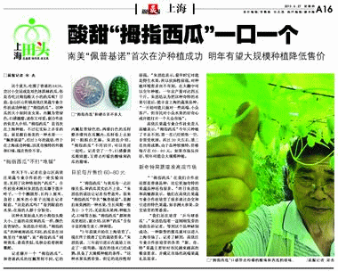 新闻晨报报道酸甜“拇指西瓜”一口一个