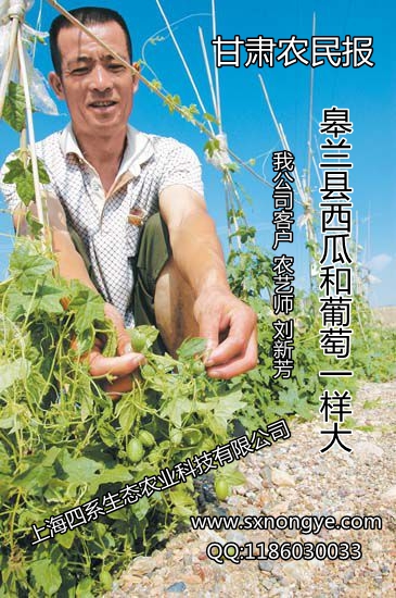 《甘肃农民报》报道皋兰县西瓜和葡萄一样大