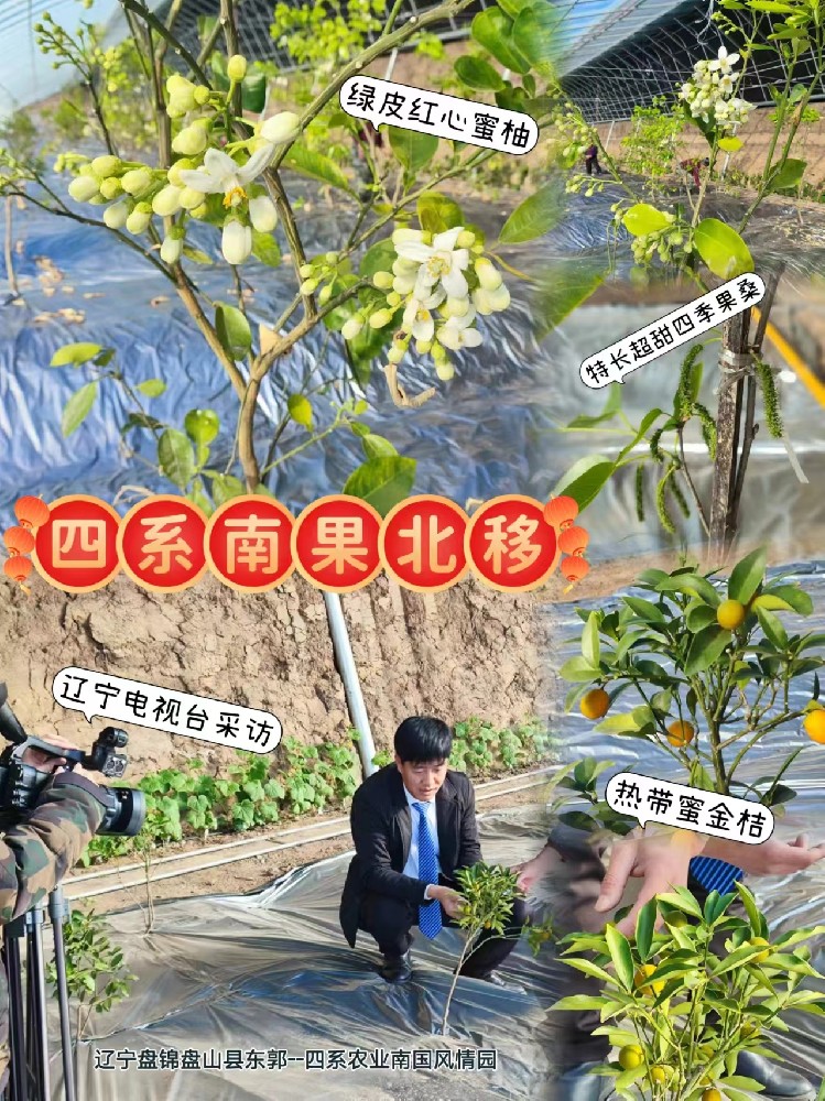 四系农业辽宁盘锦南国风情园的热带特色水果已经开花结果