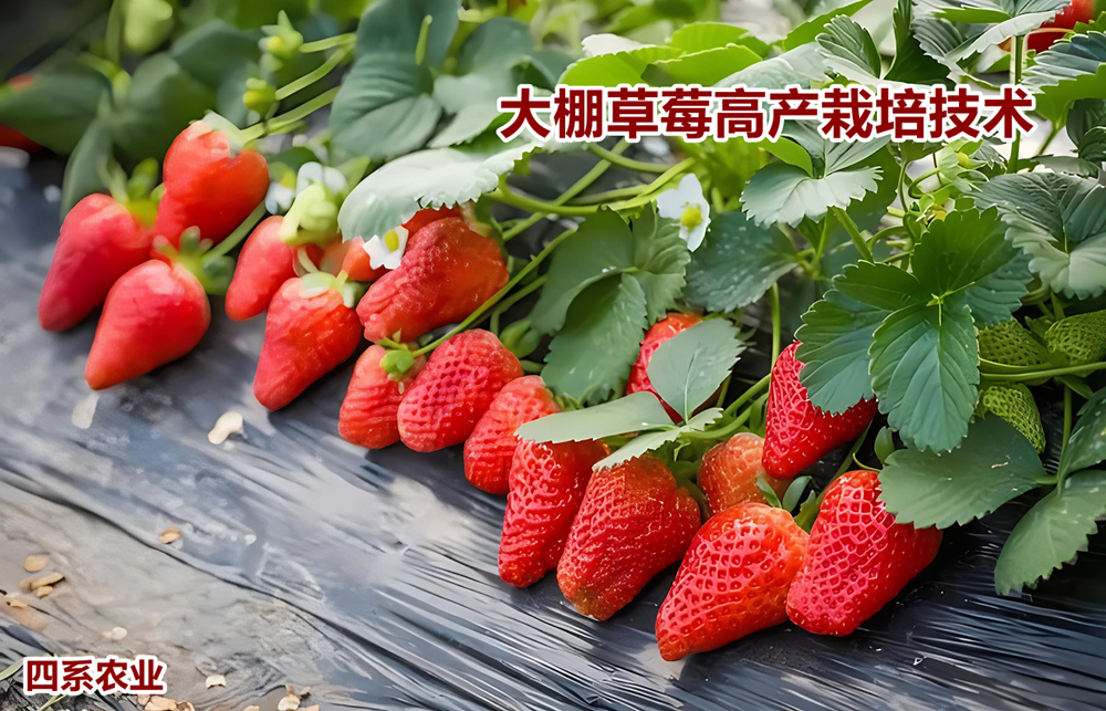 大棚草莓的高产栽培技术