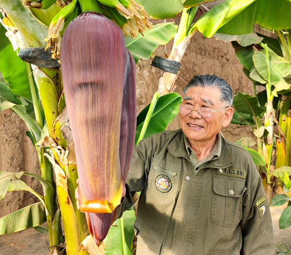 南果北移之香蕉在北方保护地的高产栽培技术