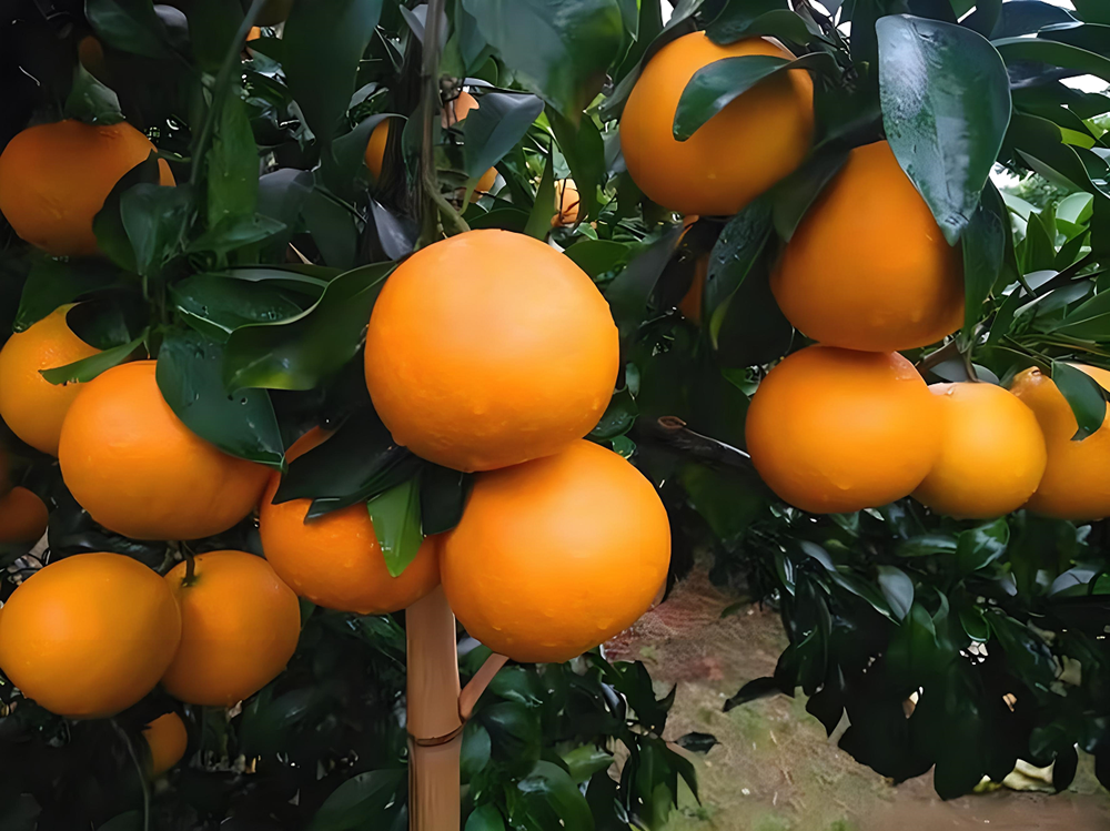 红美人柑橘介绍及栽培技术