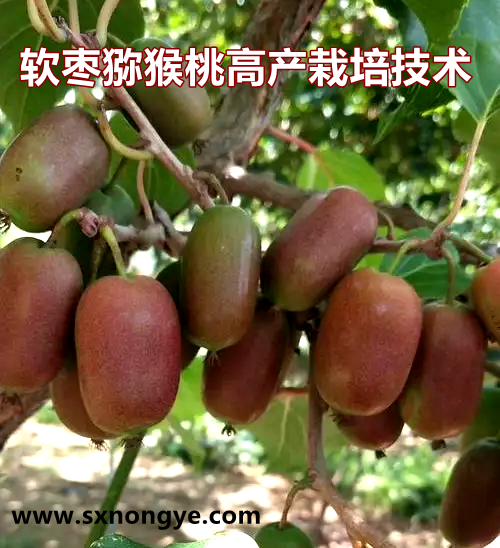 软枣猕猴桃简介及高产栽培技术