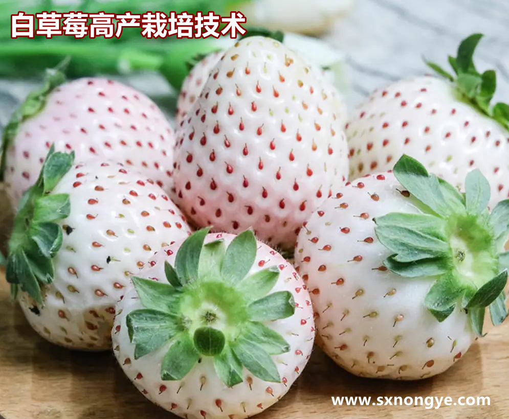 白草莓简介及高产栽培技术