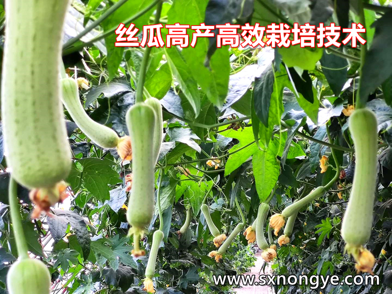丝瓜的高产高效栽培技术详细资料