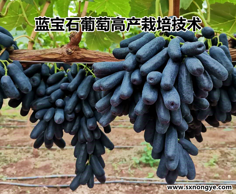 蓝宝石葡萄简介及高产栽培技术