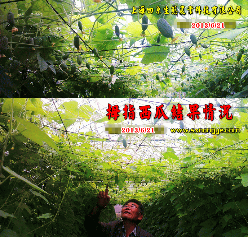 我公司生态农业基地拇指西瓜长势喜人