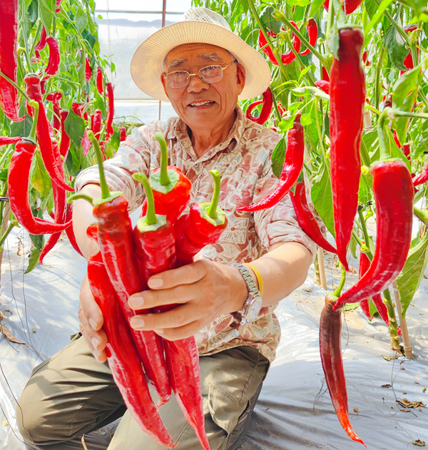 水果型辣椒多年生栽培