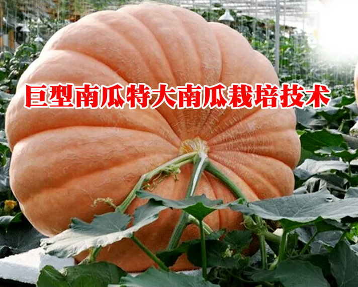 巨型南瓜特大南瓜栽培技术
