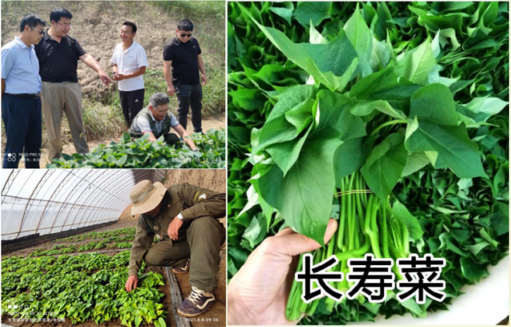 “长寿菜”下“长寿果” 的试验示范简介