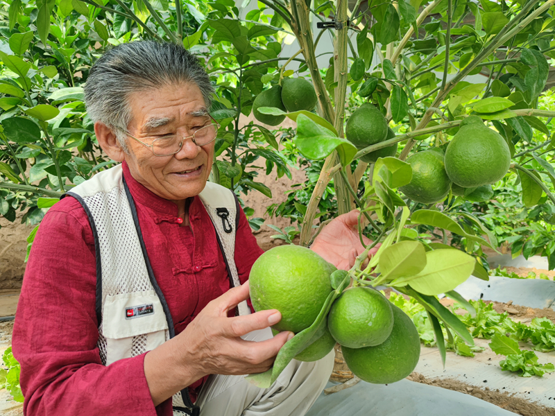 绿皮红心蜜柚