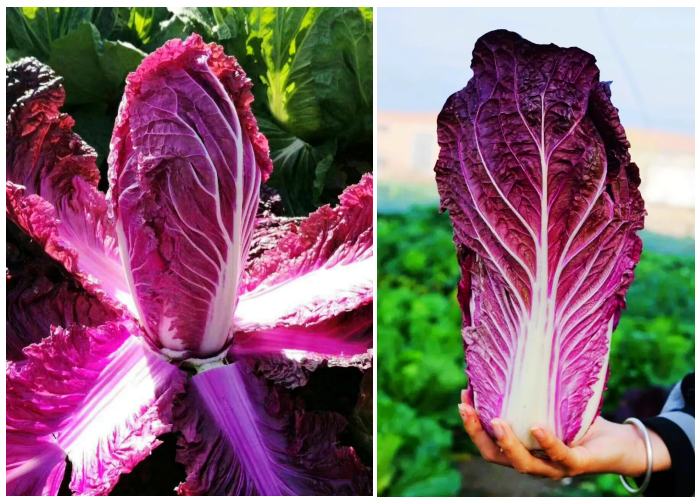 紫色大白菜