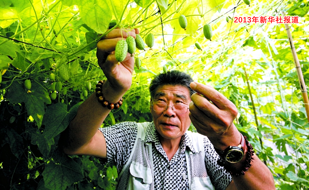 历史记录：2008-2013年朱思浩率先引进“拇指西瓜”佩普基诺和火参果试验示范