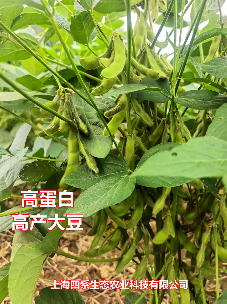 SXJF-1高产高蛋白大豆
